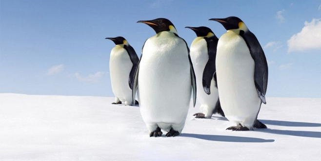 foto van coole pinguïns